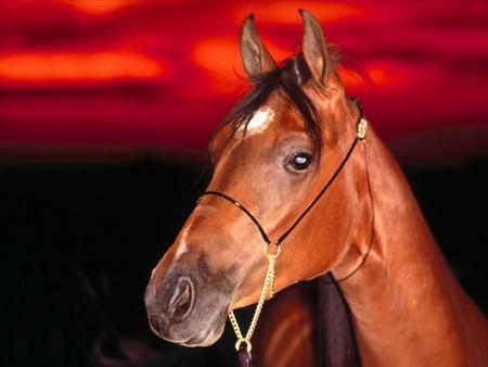 cheval superbe !